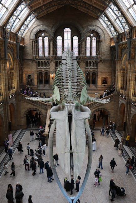 A large dinosaur skeleton, prominently displayed inside a spacious, historic museum hall with high, arched ceilings and stained glass windows at the upper level. The skeleton is positioned vertically, with its long spine and tail extending upward, and its skull located near the ground. The hall is filled with visitors walking around, observing the exhibit, and taking photos. Some people are standing close to the skeleton, while others are exploring the surrounding area, which features stone walls and decorative architectural details. The environment is well-lit with natural light from the large windows, and the scene captures the grandeur typical of a well-known museum, such as the Natural History Museum in London. This setting relates to house removals and move logistics by illustrating a significant removal or relocation of valuable or fragile exhibits, similar to the services offered by [COMPANY_NAME], including packing and transport of large objects like museum artifacts.